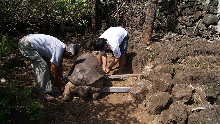 Lonesome George, The Last Giant Tortoise Of His Kind,…