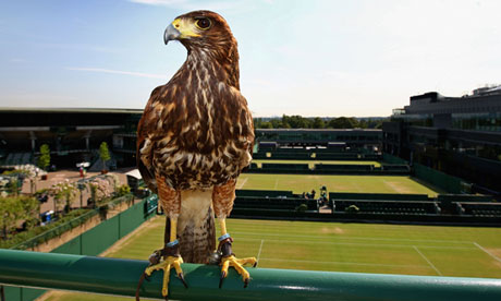 http://static.guim.co.uk/sys-images/Guardian/Pix/pictures/2012/7/1/1341111972051/Rufus-at-Wimbledon-008.jpg