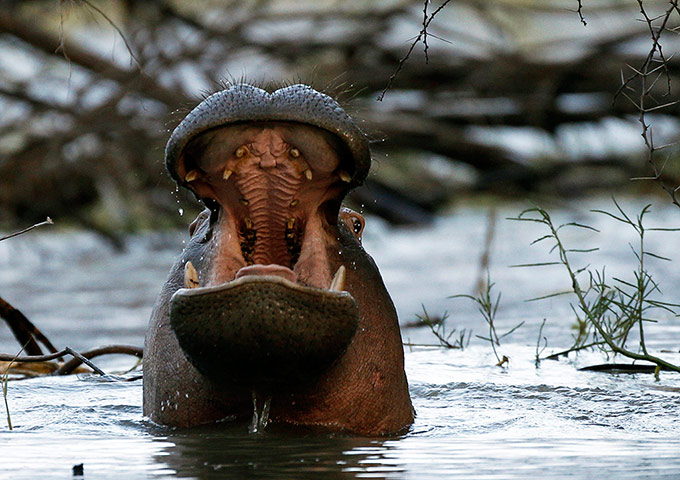 http://static.guim.co.uk/sys-images/Guardian/Pix/pictures/2012/7/12/1342113173632/A-Hippo-yawns-at-dusk-on--004.jpg