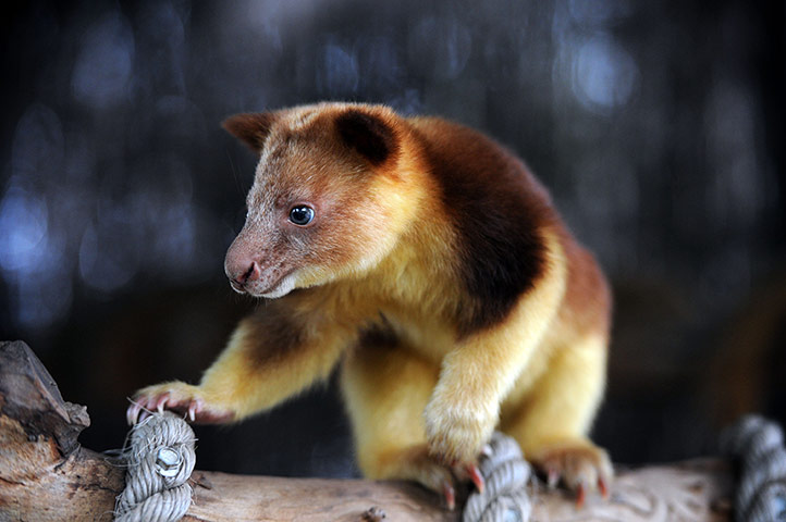 http://static.guim.co.uk/sys-images/Guardian/Pix/pictures/2012/7/12/1342113180494/Goodfellows-Tree-Kangaroo-006.jpg