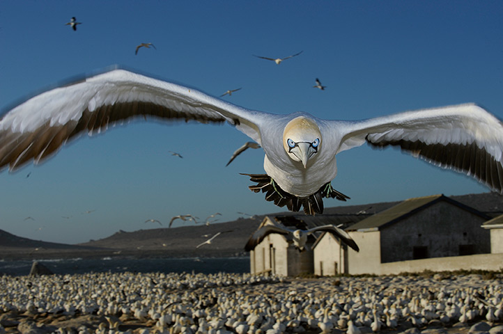 Eyewitness extra: Cape gannet