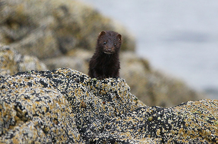 http://static.guim.co.uk/sys-images/Guardian/Pix/pictures/2012/7/27/1343391110799/Inquisitive-Mink-Isle-of--005.jpg