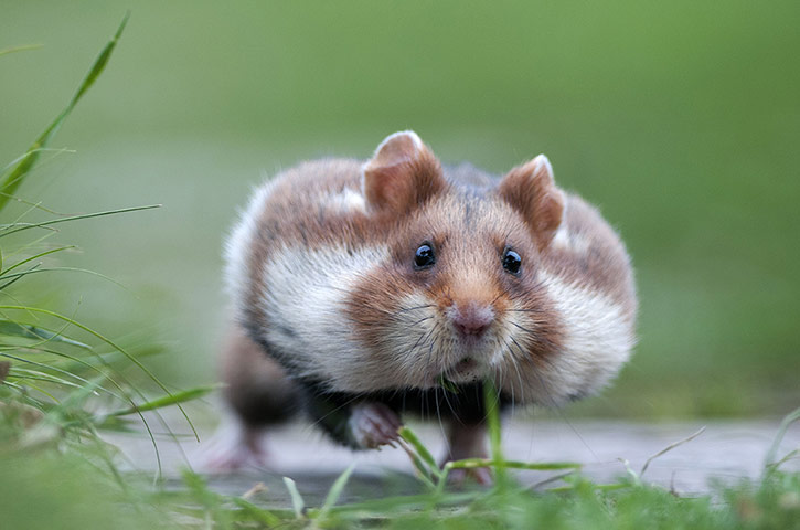 http://static.guim.co.uk/sys-images/Guardian/Pix/pictures/2012/7/27/1343391124804/European-Hamster-Vienna-A-010.jpg