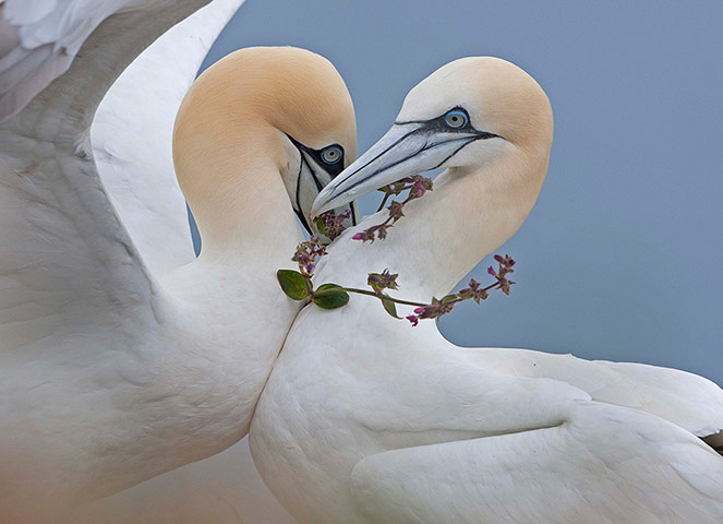 http://static.guim.co.uk/sys-images/Guardian/Pix/pictures/2012/7/27/1343391146771/A-pair-of-young-gannets--018.jpg