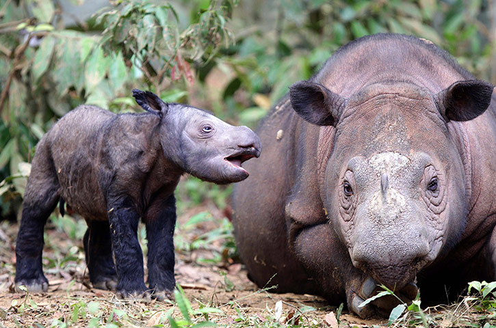 http://static.guim.co.uk/sys-images/Guardian/Pix/pictures/2012/7/5/1341505803928/Birth-of-Sumatran-rhinoce-014.jpg