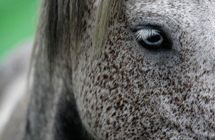 http://static.guim.co.uk/sys-images/Guardian/Pix/pictures/2012/7/7/1341668805435/A-wild-horse-is-seen-duri-007.jpg