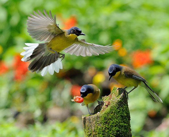 http://static.guim.co.uk/sys-images/Guardian/Pix/pictures/2012/8/14/1344952036276/Blue-crowned-thrushes--011.jpg