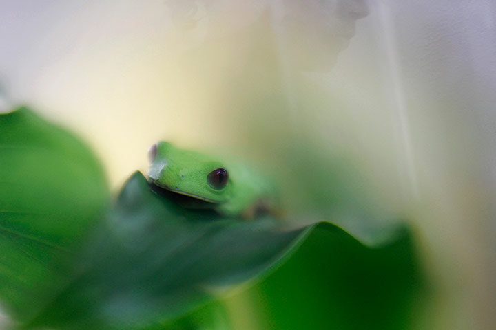 http://static.guim.co.uk/sys-images/Guardian/Pix/pictures/2012/8/16/1345139437309/Red-eyed-frog--010.jpg