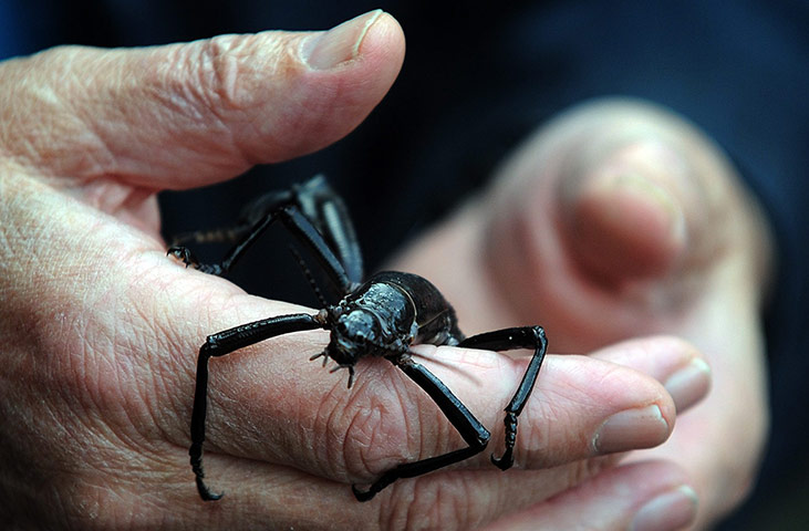 http://static.guim.co.uk/sys-images/Guardian/Pix/pictures/2012/8/17/1345200072104/-the-miraculous-Phasmid-o-001.jpg