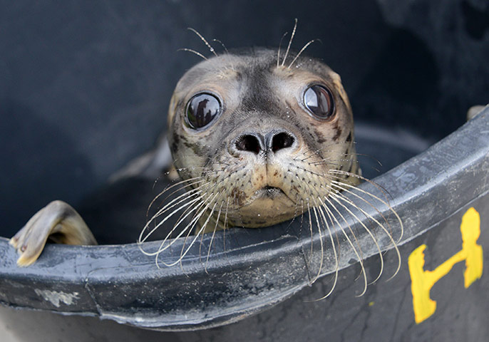 http://static.guim.co.uk/sys-images/Guardian/Pix/pictures/2012/8/2/1343936139144/Young-seal-Fips-looks-out-003.jpg