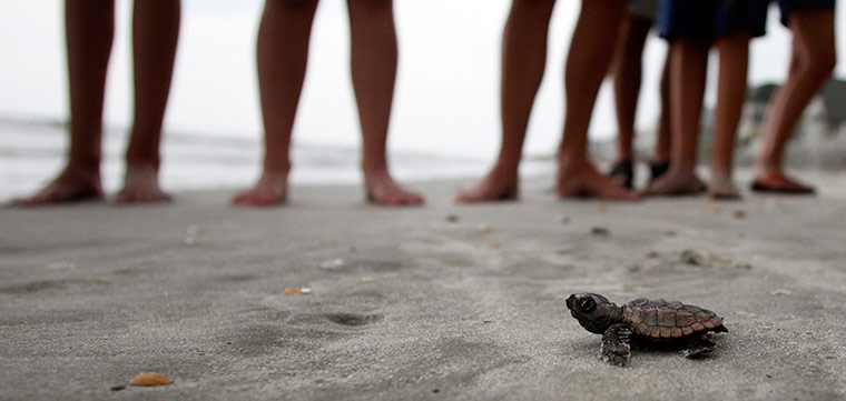 http://static.guim.co.uk/sys-images/Guardian/Pix/pictures/2012/8/23/1345749219976/A-loggerhead-turtle--010.jpg