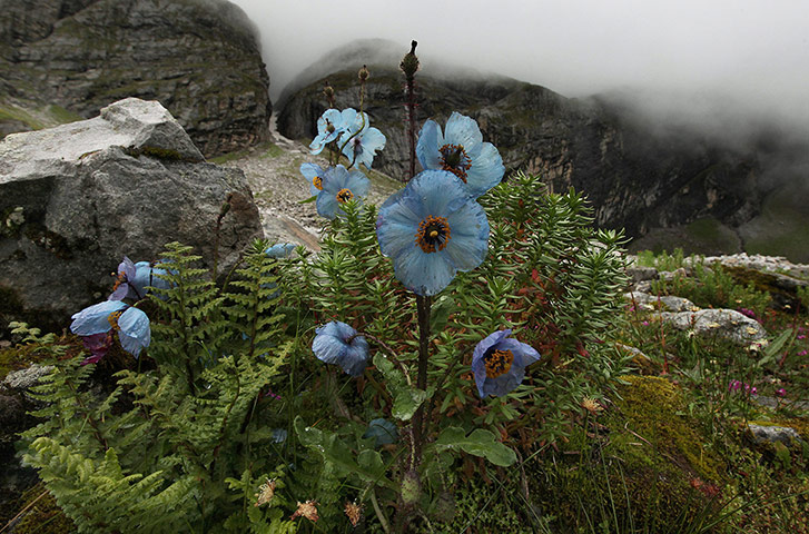 http://static.guim.co.uk/sys-images/Guardian/Pix/pictures/2012/9/21/1348224718191/Valley-of-Flowers-Nationa-008.jpg
