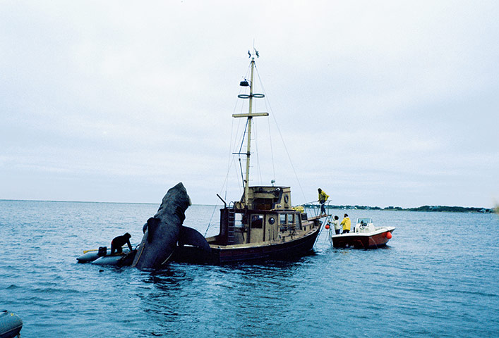 Jaws: The shark mounts the boat