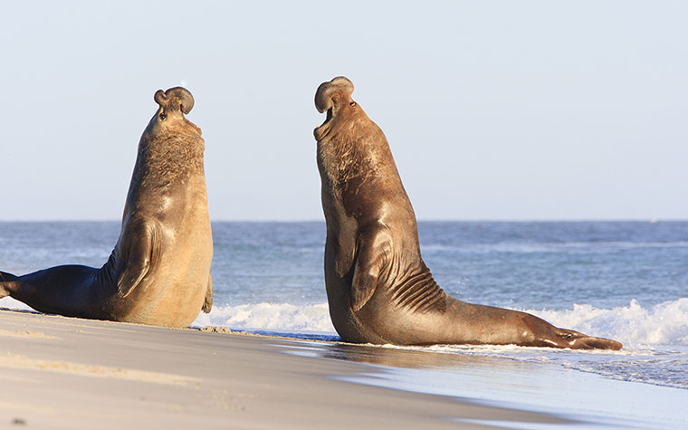 http://static.guim.co.uk/sys-images/Guardian/Pix/pictures/2012/9/7/1347019477745/Southern-Elephant-seals-F-012.jpg