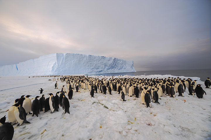 Penguins in Antarctica: 9,000-strong emperor penguin colony on Princess Ragnhild Coast