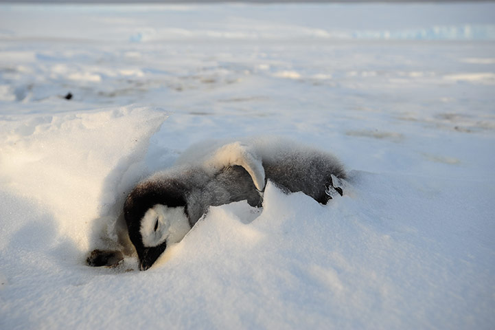 Penguins in Antarctica: A dead penguin chick