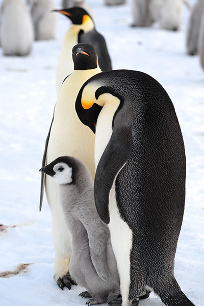Penguins in Antarctica: 9,000-strong emperor penguin colony on Antarctica’s Princess Ragnhild Coast