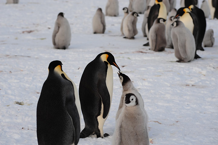 Penguins in Antarctica: Adults and chicks