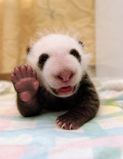 http://static.guim.co.uk/sys-images/Guardian/Pix/pictures/2013/1/17/1358420861768/A-panda-cub-006.jpg