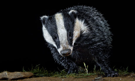 one in 10 welsh livestock farmers illegally kill badgers, study