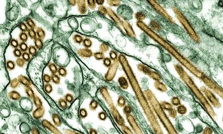 Bird flu virus H5N1