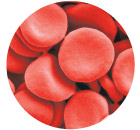 τα κύτταρα του αίματος του σώματος