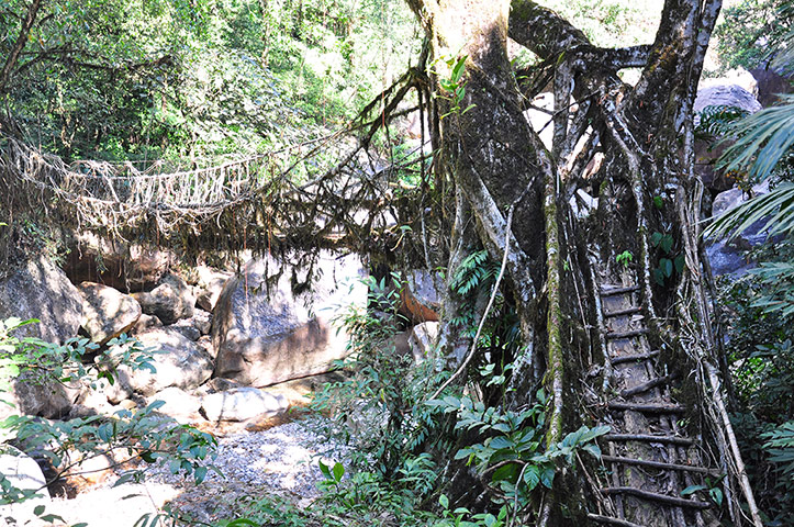 Meghalaya: The villagers have built bridges from living tree roots