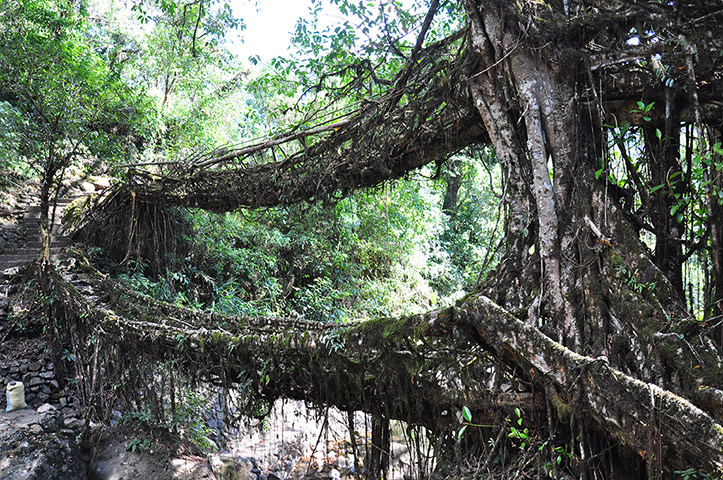 Meghalaya: But the living root bridges are at least as sturdy.