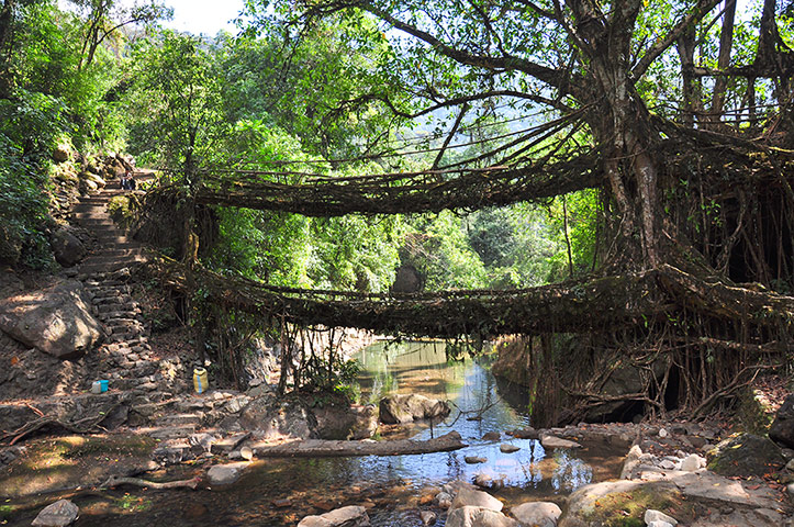 Meghalaya: This double-decker should cope with the wettest of years.