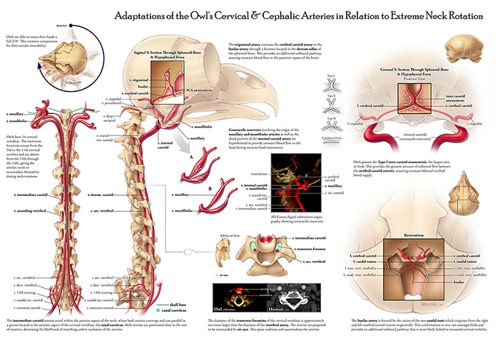 Visualization Challenge: Owl's Cervical & Cephalic Arteries in Relation to Extreme Neck Rotation