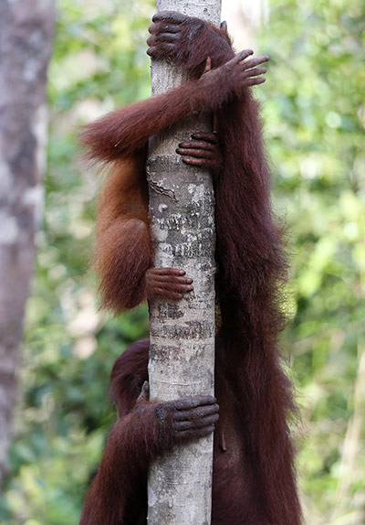 http://static.guim.co.uk/sys-images/Guardian/Pix/pictures/2013/10/11/1381495771450/Wild-Orangutans-at-Borneo-010.jpg