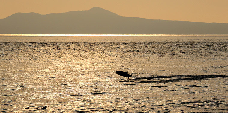 http://static.guim.co.uk/sys-images/Guardian/Pix/pictures/2013/10/11/1381495773622/Run-of-Salmon-Begins-In-H-011.jpg