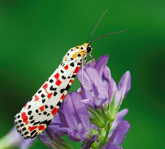 http://static.guim.co.uk/sys-images/Guardian/Pix/pictures/2013/10/11/1381495776272/Butterflies-and-moths-dra-012.jpg