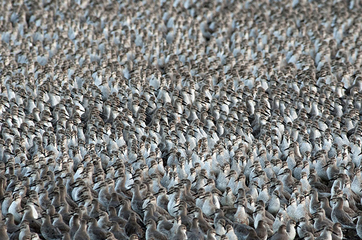 http://static.guim.co.uk/sys-images/Guardian/Pix/pictures/2013/10/11/1381495786884/Waders-during-the-Snettis-016.jpg