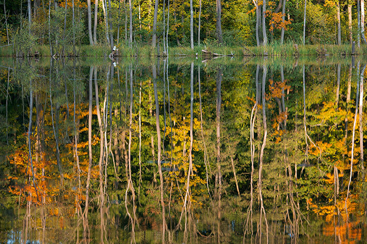 http://static.guim.co.uk/sys-images/Guardian/Pix/pictures/2013/10/11/1381495789117/Trees-with-autumn-colored-017.jpg