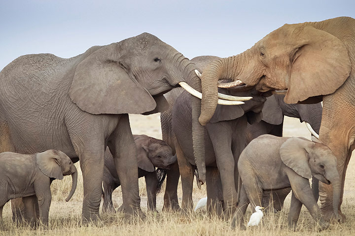 http://static.guim.co.uk/sys-images/Guardian/Pix/pictures/2013/10/11/1381495792175/-Elephants-lock-horns-as--018.jpg