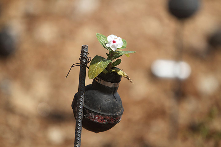  A close up of a flower planted in a tear gas canister