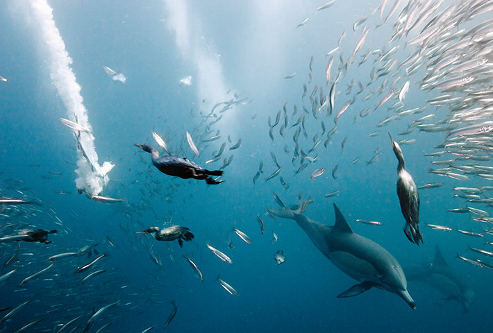 lonely planet: Cormorants hunting with dolphins