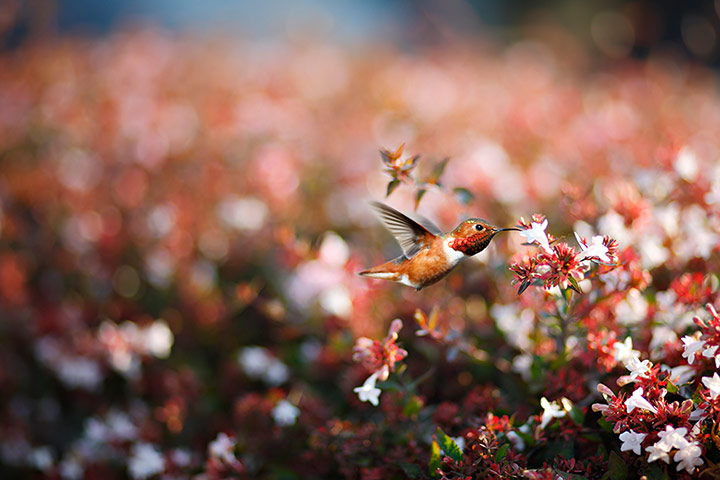 lonely planet: Hummingbird 