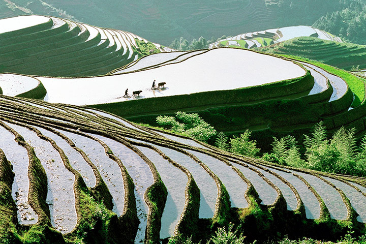 lonely planet: Rice terraces