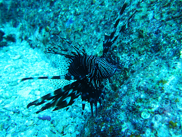 Lionfish