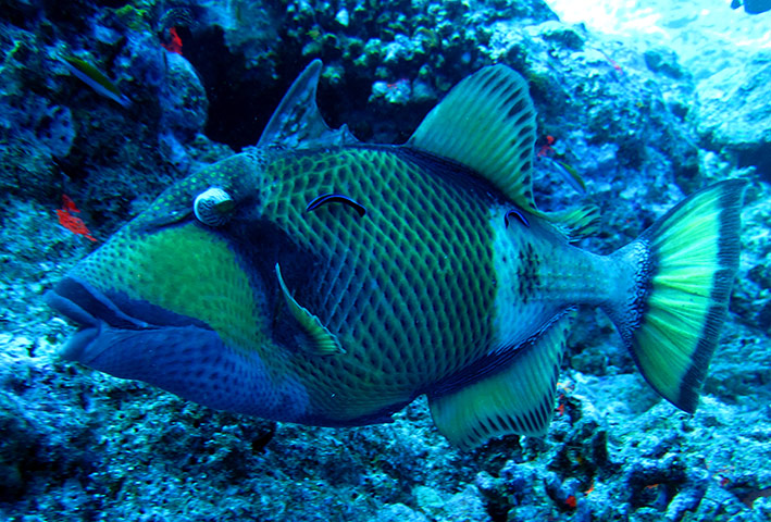 Parrotfish