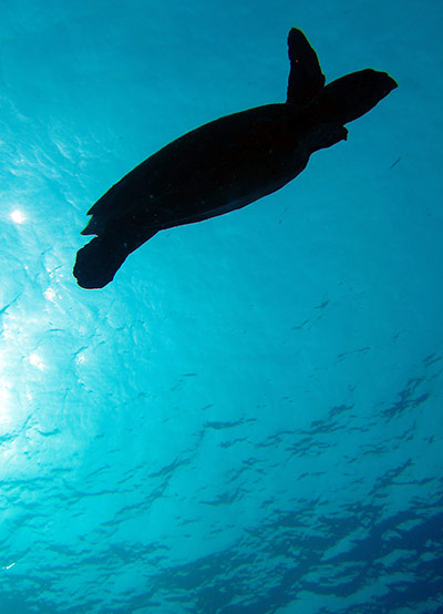 Underwater money shots: the silhouette