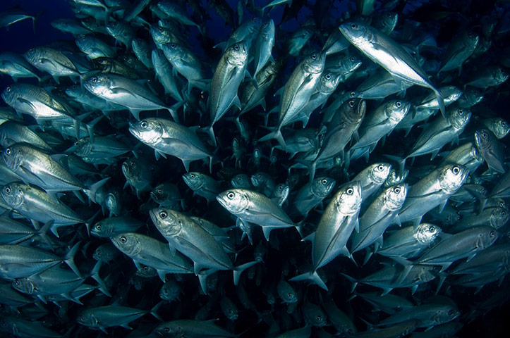 Tech monthly: clusters: shoal of jacks