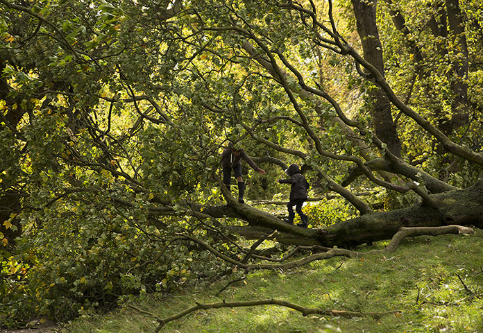 20 photos: two brothers play on a tree that was blown over on