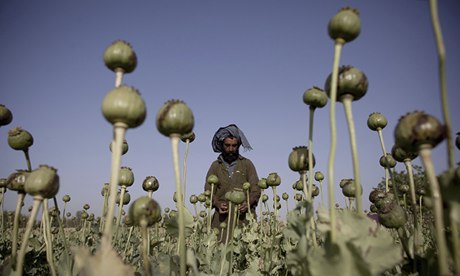 Um homem afegão cultiva bulbos de papoula