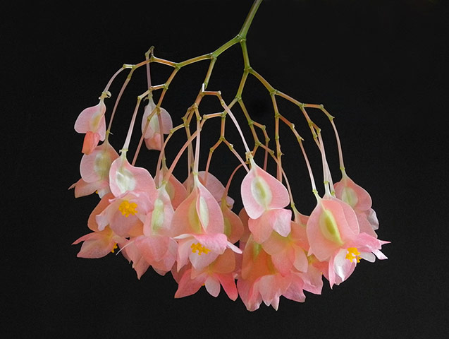 Witness networks: Branching network in the flower panicle of a Cane Begonia