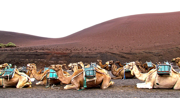 Witness networks: Camels