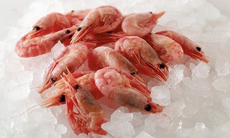 prawns on ice