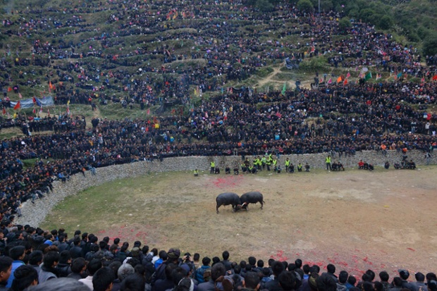 People watch a bullfight in Congjiang county, China. 56 bulls from nearby villages participated in the traditional event which was aims to improve the relations between villages.